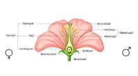 Bloemen biologie